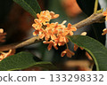 Osmanthus flower 133298332