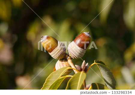 Acorns Shirakashi Acorns Shirakashi 133298334