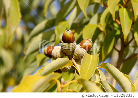 Acorns Shirakashi Acorns Shirakashi 133298335