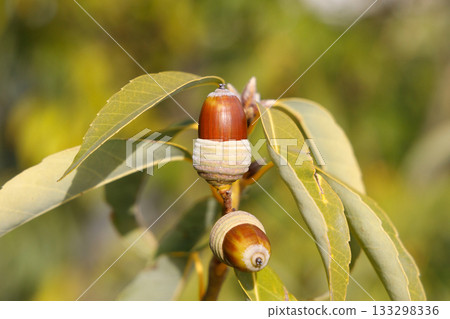 Acorns Shirakashi Acorns Shirakashi 133298336