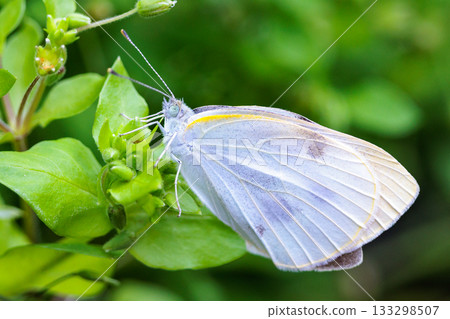 一隻白色的仙女飄飄著，一隻白菜蝴蝶 133298507