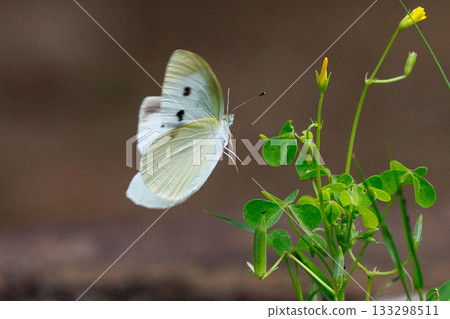A white fairy fluttering and fluttering, a cabbage white butterfly A white fairy fluttering and fluttering, a cabbage white butterfly 133298511