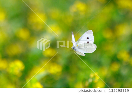 一隻白色的仙女飄飄著，一隻白菜蝴蝶 133298519