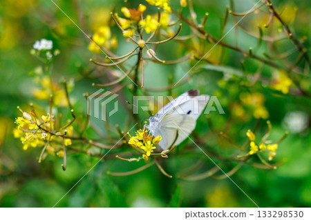 一隻白色的仙女飄飄著，一隻白菜蝴蝶 133298530