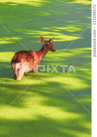 奈良公園裡的一隻鹿走過長滿綠色水生植物的池塘。 133298572