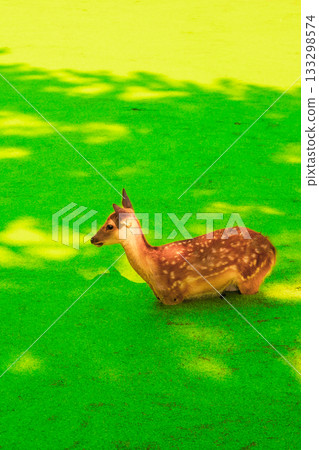 奈良公園裡的一隻鹿走過長滿綠色水生植物的池塘。 133298574