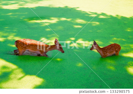 奈良公園裡的一隻鹿走過長滿綠色水生植物的池塘。 133298575