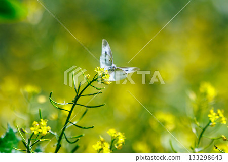 A white fairy fluttering and fluttering, a cabbage white butterfly A white fairy fluttering and fluttering, a cabbage white butterfly 133298643