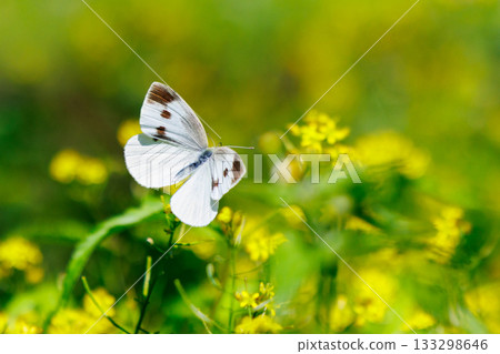A white fairy fluttering and fluttering, a cabbage white butterfly 133298646
