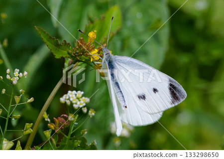 A white fairy fluttering and fluttering, a cabbage white butterfly A white fairy fluttering and fluttering, a cabbage white butterfly 133298650