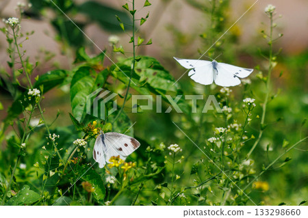 一隻白色的仙女飄飄著,一隻白菜蝴蝶 一隻白色的仙女飄飄著,一隻白菜蝴蝶 133298660