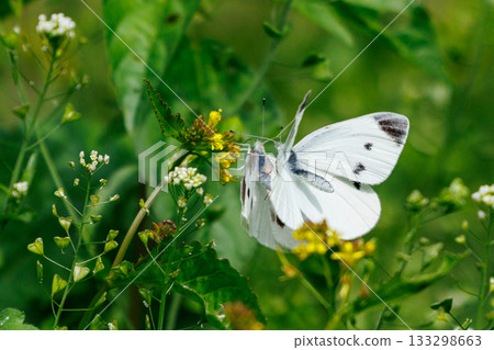 一隻白色的仙女飄飄著，一隻白菜蝴蝶 133298663