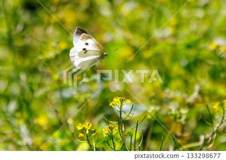 一隻白色的仙女飄飄著，一隻白菜蝴蝶 133298677