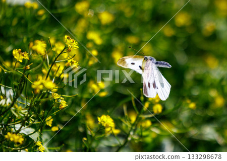 一隻白色的仙女飄飄著，一隻白菜蝴蝶 133298678