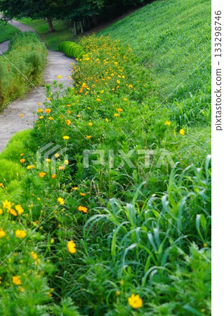 路邊的花 路邊的花 133298746