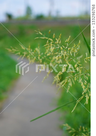 路邊的花 133298768