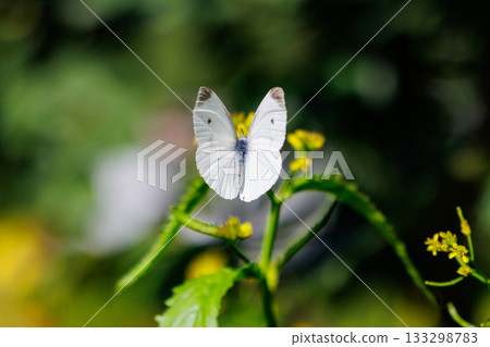 A white fairy fluttering and fluttering, a cabbage white butterfly A white fairy fluttering and fluttering, a cabbage white butterfly 133298783