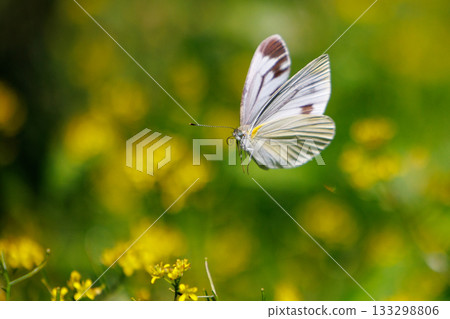 一隻白色的仙女飄飄著,一隻白菜蝴蝶 一隻白色的仙女飄飄著,一隻白菜蝴蝶 133298806