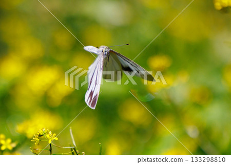 一隻白色的仙女飄飄著,一隻白菜蝴蝶 一隻白色的仙女飄飄著,一隻白菜蝴蝶 133298810