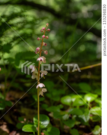 紅花Ixiaxia 紅花Ixiaxia 133298830