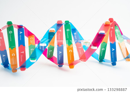 DNA or Deoxyribonucleic acid is a double helix chains structure formed by base pairs attached to a sugar phosphate backbone. 133298887