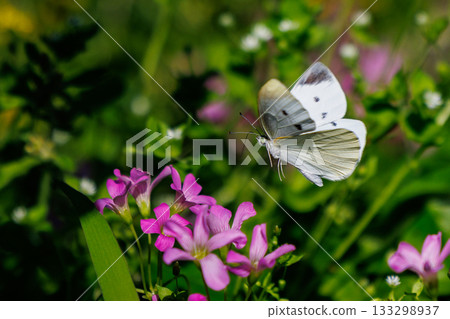 A white fairy fluttering and fluttering, a cabbage white butterfly 133298937