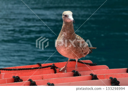 幼年黑尾黑尾鷗（京都府與佐郡伊根灣/伊根町） 133298994