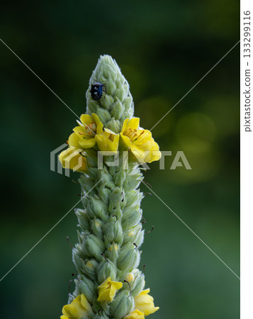 Pinatellarium bug 133299116