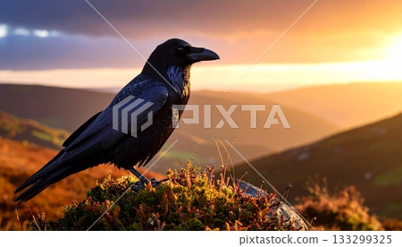 Crow with shiny black feathers 3 133299325