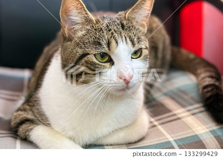 Homeless or lost cat is in vet clinic or animal shelter. Cat at animal shelter. 133299429