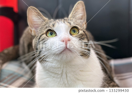 Homeless or lost cat is in vet clinic or animal shelter. Cat at animal shelter. Homeless or lost cat is in vet clinic or animal shelter. Cat at animal shelter. 133299430