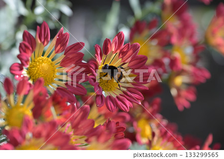 紅黃相間的花朵和一隻蜜蜂 紅黃相間的花朵和一隻蜜蜂 133299565