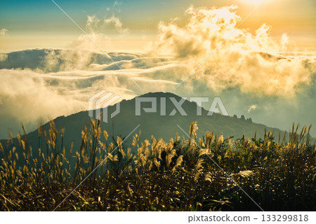 Golden silver grass and a sea of clouds shining in the morning glow, sunrise scenery from the mountaintop 133299818
