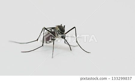 Close-Up Aedes Mosquito on White Background for Medical Research and Vector Control Materials Close-Up Aedes Mosquito on White Background for Medical Research and Vector Control Materials 133299837