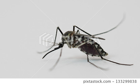 Aedes Mosquito Macro Shot for Dengue Fever Awareness and Health Campaigns 133299838
