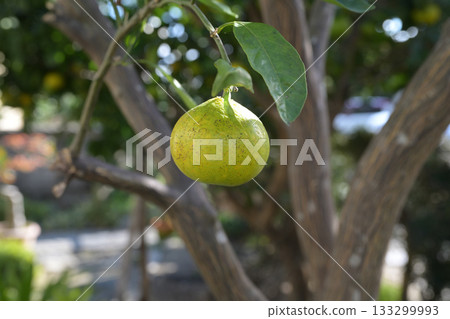 綠色的橘子 133299993