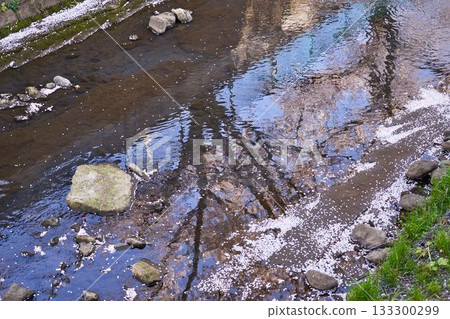 神奈川縣阿蘇川上的花筏 神奈川縣阿蘇川上的花筏 133300299