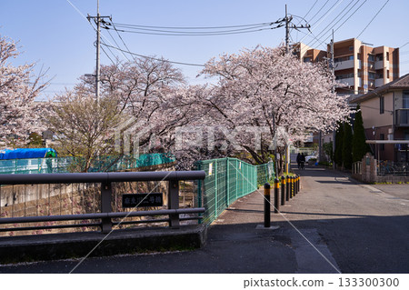 神奈川縣川崎市阿蘇川沿岸的櫻花樹 神奈川縣川崎市阿蘇川沿岸的櫻花樹 133300300