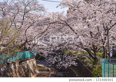 神奈川縣川崎市阿蘇川沿岸的櫻花樹 133300301