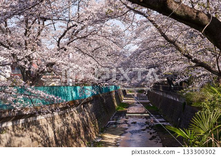 Kawasaki City, Kanagawa Prefecture Cherry blossom trees along the Aso River Kawasaki City, Kanagawa Prefecture Cherry blossom trees along the Aso River 133300302