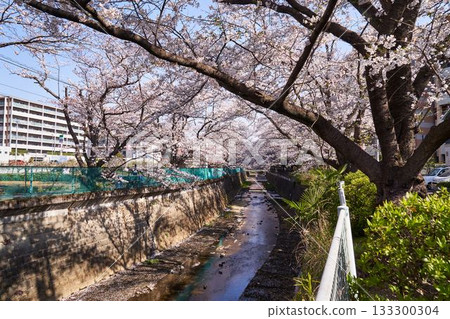 Kawasaki City, Kanagawa Prefecture Cherry blossom trees along the Aso River Kawasaki City, Kanagawa Prefecture Cherry blossom trees along the Aso River 133300304