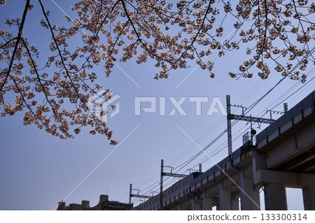 Cherry blossoms along the Aso River and the Odakyu Line in Kanagawa Prefecture Cherry blossoms along the Aso River and the Odakyu Line in Kanagawa Prefecture 133300314