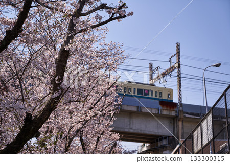 Cherry blossoms along the Aso River and the Odakyu Line in Kanagawa Prefecture Cherry blossoms along the Aso River and the Odakyu Line in Kanagawa Prefecture 133300315