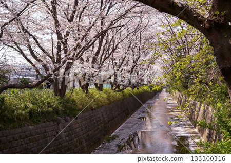 Kawasaki City, Kanagawa Prefecture Cherry blossom trees along the Aso River Kawasaki City, Kanagawa Prefecture Cherry blossom trees along the Aso River 133300316