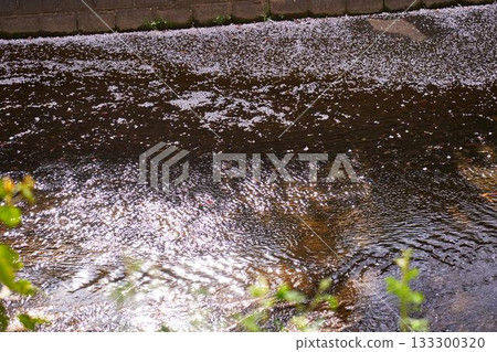 Flower rafts on the Aso River in Kanagawa Prefecture 133300320