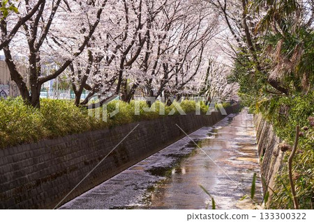 Kawasaki City, Kanagawa Prefecture Cherry blossom trees along the Aso River 133300322