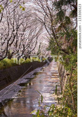 Kawasaki City, Kanagawa Prefecture Cherry blossom trees along the Aso River 133300323