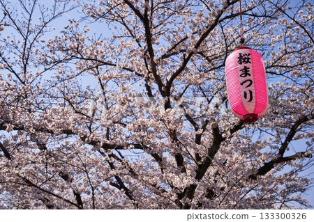 神奈川縣阿蘇河櫻花節燈籠 133300326