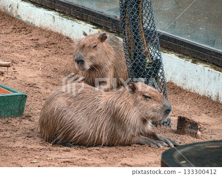 Saigon Zoo and Botanic Gardens in Vietnam 133300412