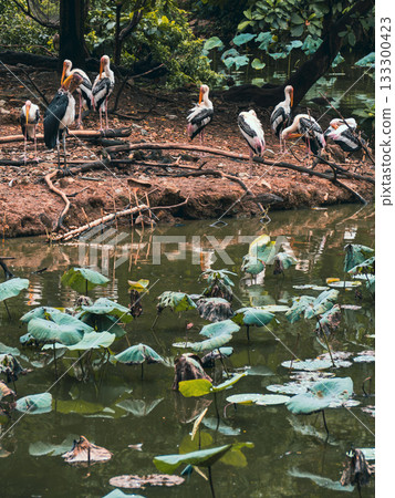 Saigon Zoo and Botanic Gardens in Vietnam 133300423